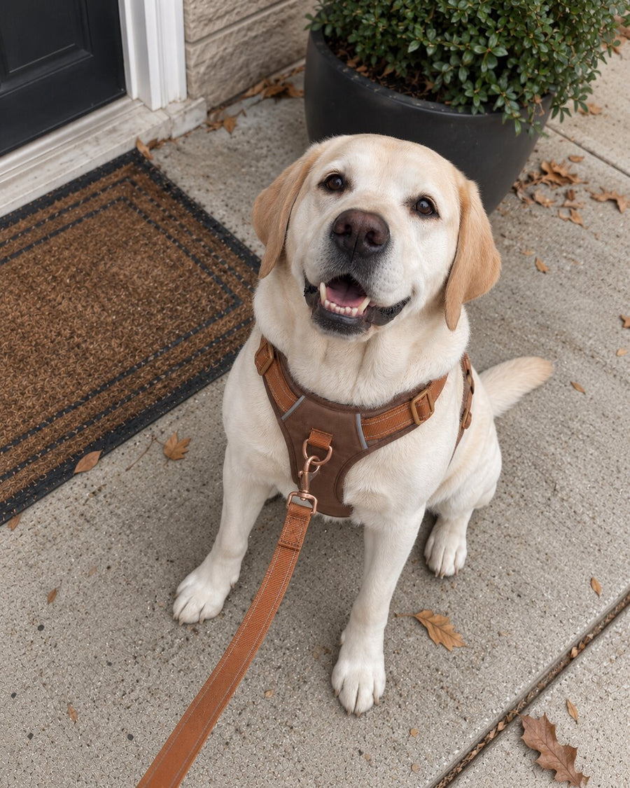Mijn hond kon niet meer al zijn gewicht vooruit gooien